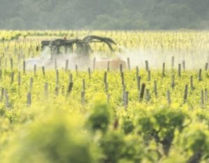 explosion des cancers du pancreas liés aux pesticides