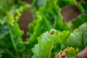 Une coccinelle, qui se nourrit des pucerons transmettant la jaunisse aux betteraves. 