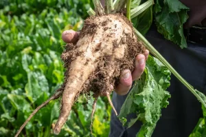 Une betterave récoltée dans le champ bio