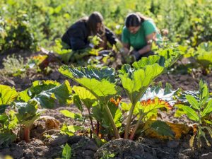 agriculture: travailler et vivre sans pesticides