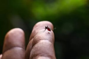 moustique-sur-un-doigt