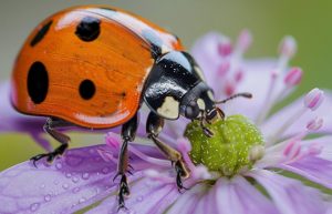 jardin punk: coccinelle