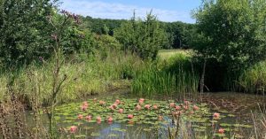 Jardin punk: accompagner et régénérer la biodiversité sans effort mais avec réflexions