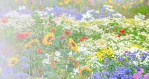 jardin punk: prairie fleurie