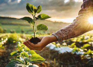 agriculture biologique et plante